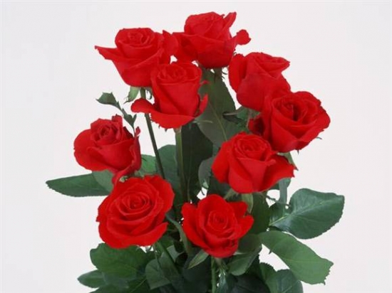 玫瑰花品种——红衣主教