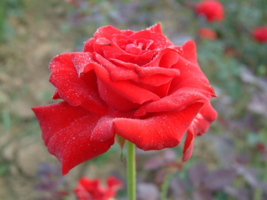 玫瑰花品种——萨曼莎