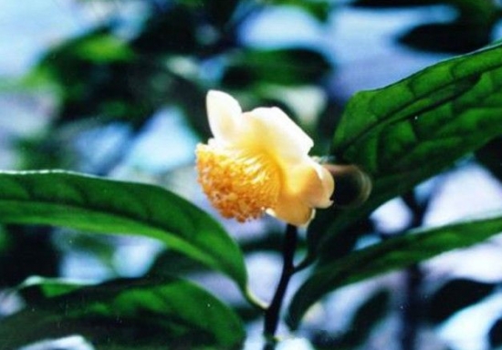 金花茶的品种：28种为常见的金花茶品种（附图）