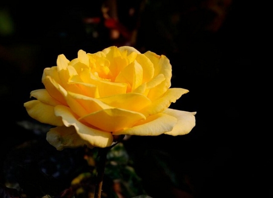 玫瑰花品种——金徽章