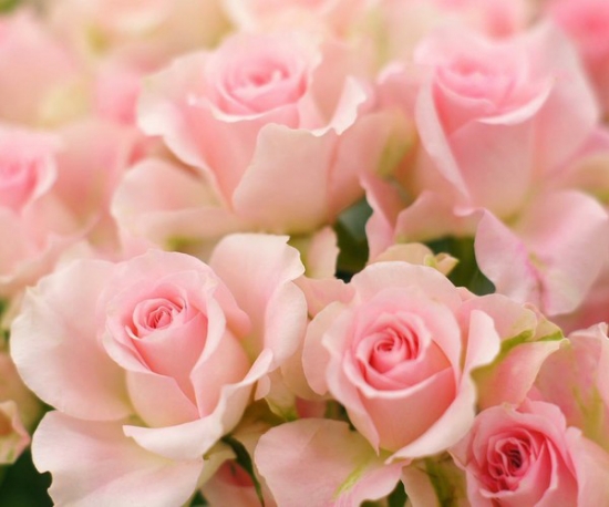 玫瑰花品种——贝拉米