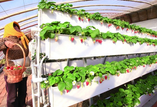 草莓立体栽培的方法