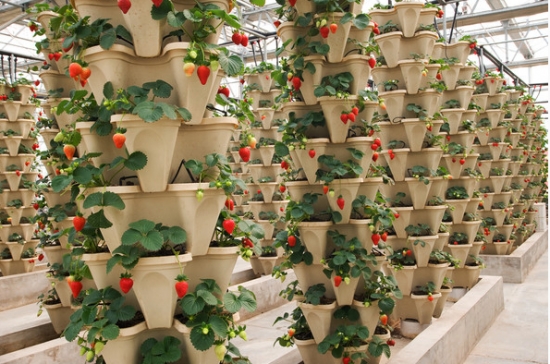 草莓立体栽培的方法
