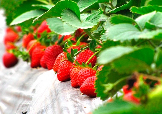 草莓立体栽培的方法：五种立体栽培方法，任你选择
