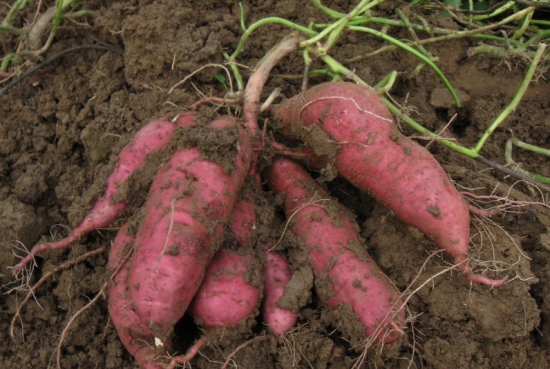 红薯的栽培技术