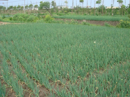 胡葱的种植技术：南方地区及北方寒冷地区保护地栽培均适于秋季种植