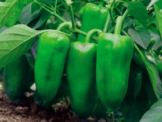 辣椒的品种及图片：辣椒分类一般按果实特征分为五个变种