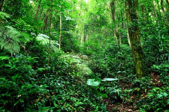 热带树木的种类：热带室内植物、热带常绿乔木