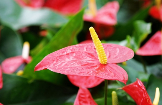 热带室内植物的种类——红掌
