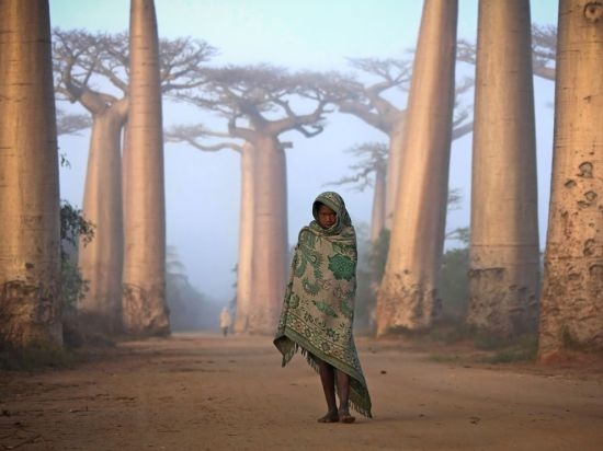 马达加斯加猴面包树和当地居民