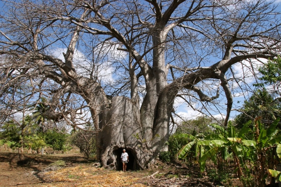 猴面包树的养殖方法：猴面包树培育主要采用播种、扦插和嫁接