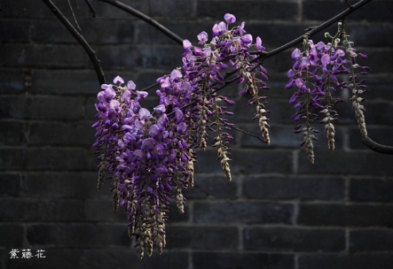 紫藤的种植方法：播种、扦插在3月份上旬萌芽前进行