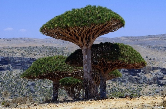 非洲龙血树