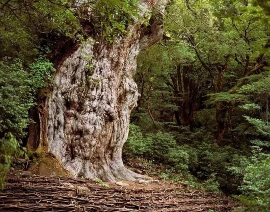 日本Jhomon Sugi 树