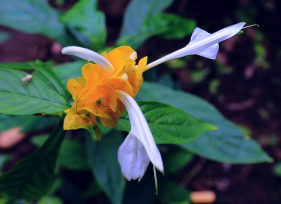 金苞花衣花的资料：即金苞花，其花期长，观赏价值高