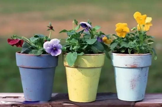 家庭养花怎样正确的选择花盆
