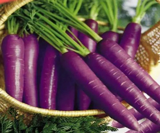 紫胡萝卜的营养价值：多食紫萝卜可抑制血压、改善肝功能及预防糖尿病