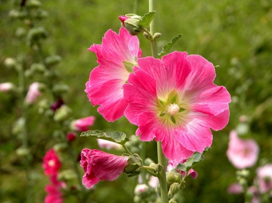 蜀葵什么时候开花：花色有紫、粉、红、白等，花期6月至8月。