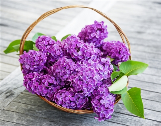 丁香花有多少种颜色 白色 紫色 紫红及蓝紫色 花语网