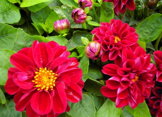 小丽花的颜色有多少种：有大红、紫红、墨红等等