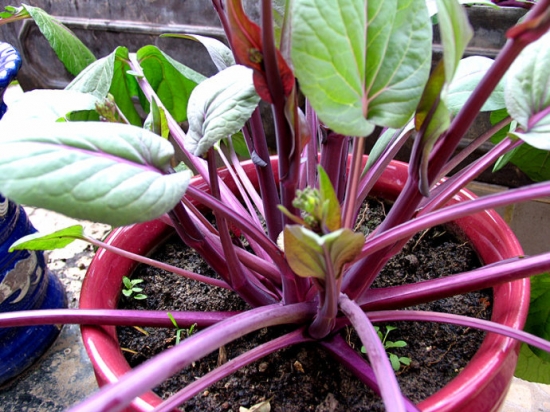 红菜苔的种植方法