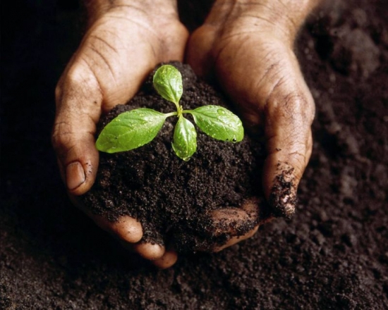 植物缺磷肥咋办：可在土中施磷肥