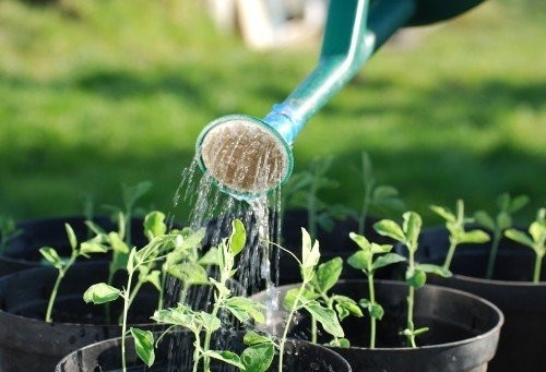 家養植物該如何正確澆水