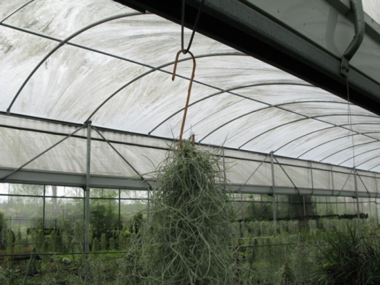 空气草的养殖方法