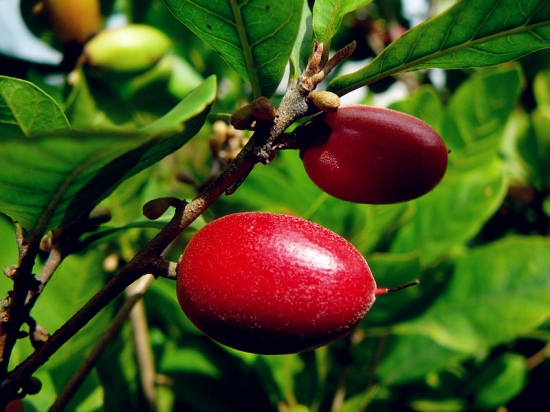 7种奇特的果实：像苦瓜的癞葡萄，适合表白的杈杷果
