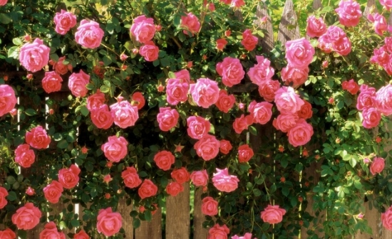 玫瑰花的种植技术，玫瑰花的养殖方法和注意事项