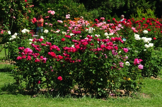 玫瑰花的种植技术，玫瑰花的养殖方法和注意事项