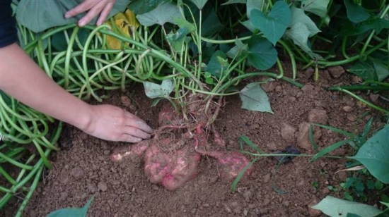 番薯/红薯/地瓜的栽种方法技术