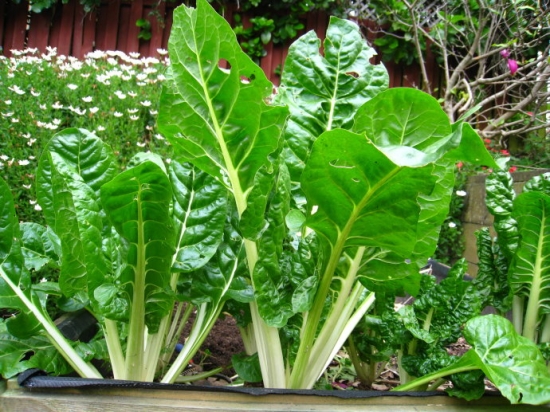 牛皮菜【厚皮菜】的营养价值：富含维C、钾、钙、铁