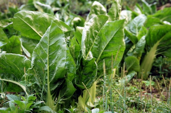 牛皮菜【厚皮菜】的营养价值：富含维C、钾、钙、铁