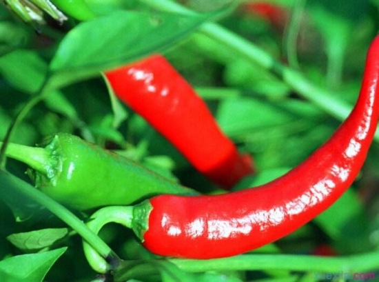 辣椒种植方法：辣椒喜温暖，怕霜冻、忌高温