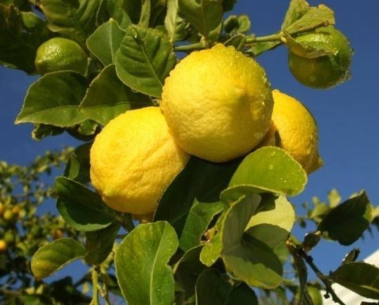 柠檬种植：多种繁殖方式