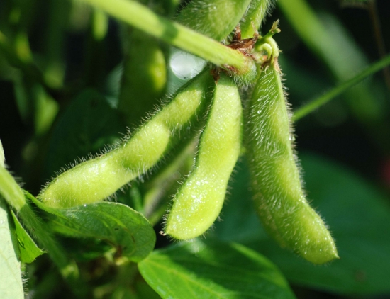 黄豆怎么种：一般分为春播和夏播