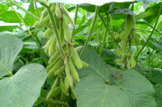 黄豆怎么种：一般分为春播和夏播
