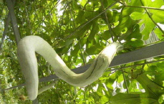 蛇瓜种植：蛇瓜喜温、耐湿热
