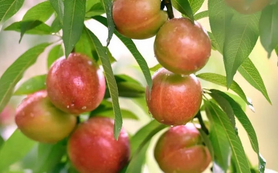 油桃种植技术