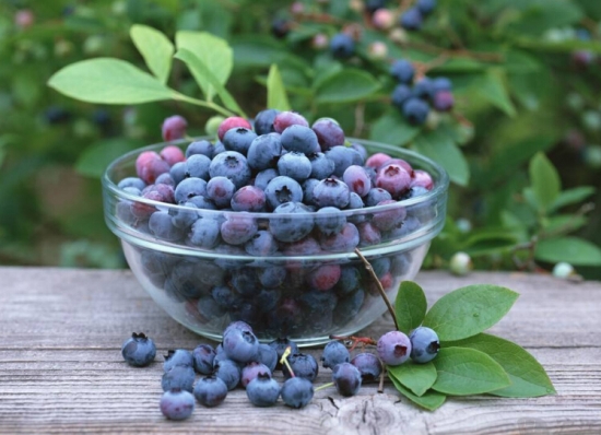 孕妇能吃蓝莓吗