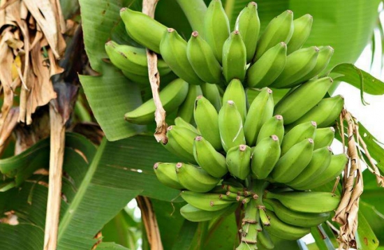 香蕉是木本植物吗：香蕉是草本植物