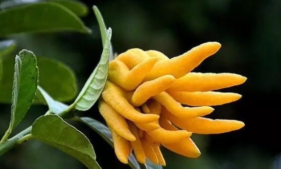 手指佛柑橘