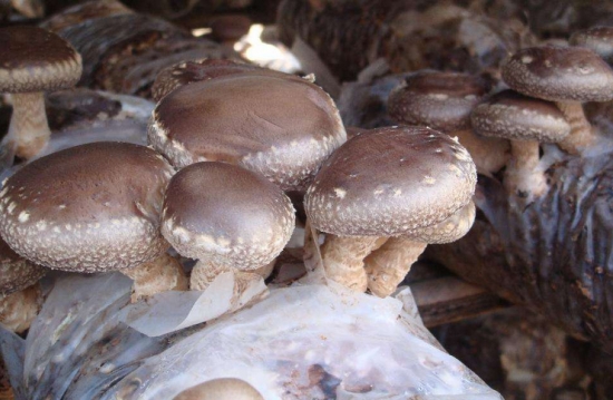菌袋里长出的香菇