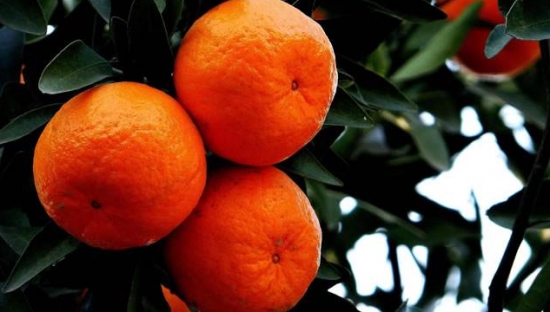 桔子盆栽技术：当橘树结果时要保持土壤有90%的湿度