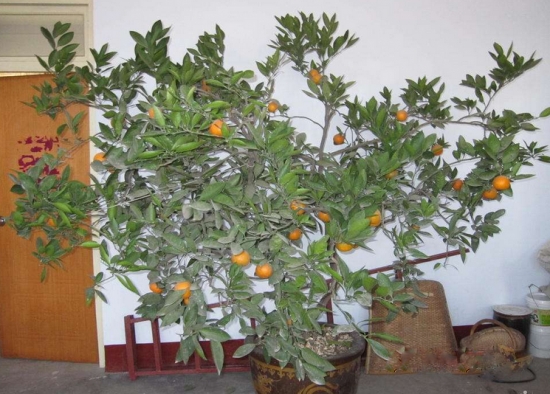 橘子盆栽
