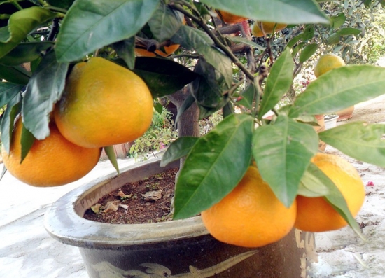 桔子盆栽技术：当橘树结果时要保持土壤有90%的湿度