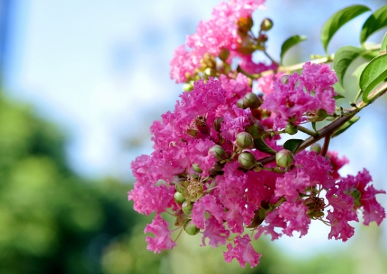 紫薇是什么花：又叫“百日红”，为落叶小乔木或灌木