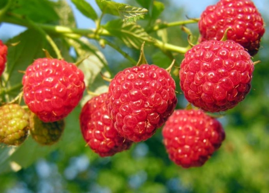 木莓