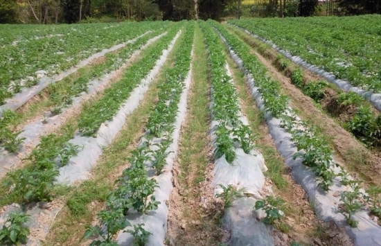 土豆栽培技术：应在土质疏松的土壤或沙壤上种植